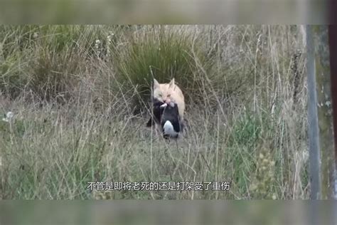 野猫死在家门口|野猫死在家门口怎么回事